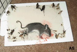 Mouse got caught on sticky board