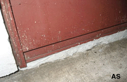 Porch Repair for Mice